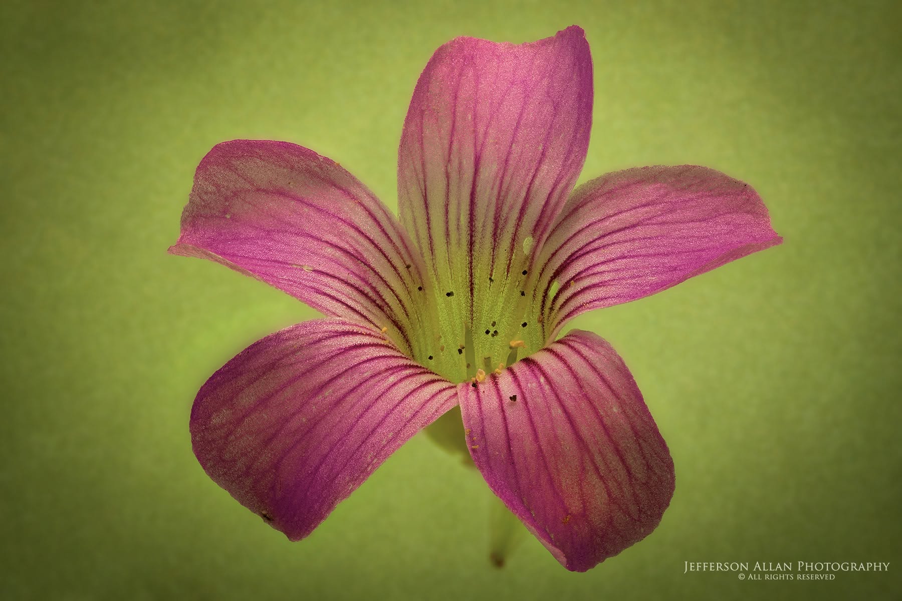 A Linda Lenda da Flor de Natal