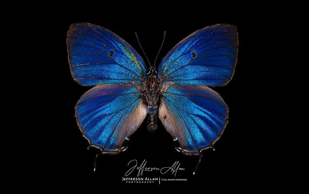 Técnica da Borboleta Azul