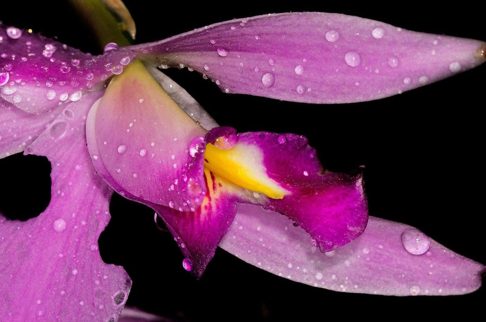 Significado da cor Violeta
