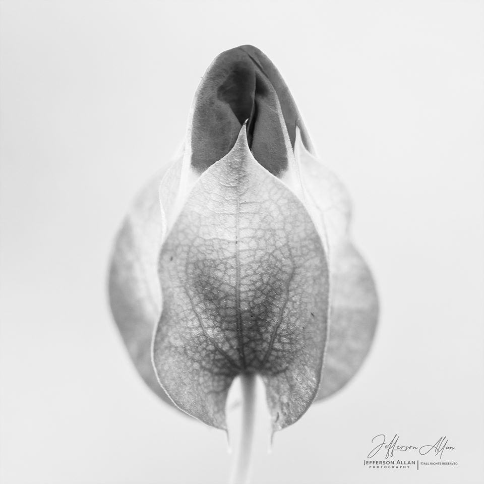 Gloriosa vitória da Luz contra a treva