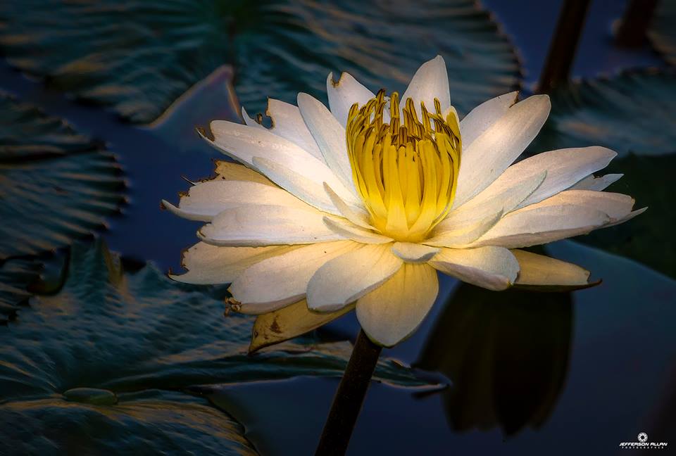 Amigos são flores e poemas
