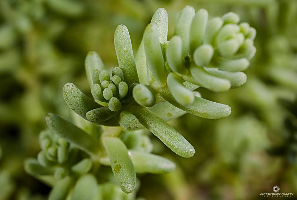 Artigo - Plantas mágicas dos ciganos