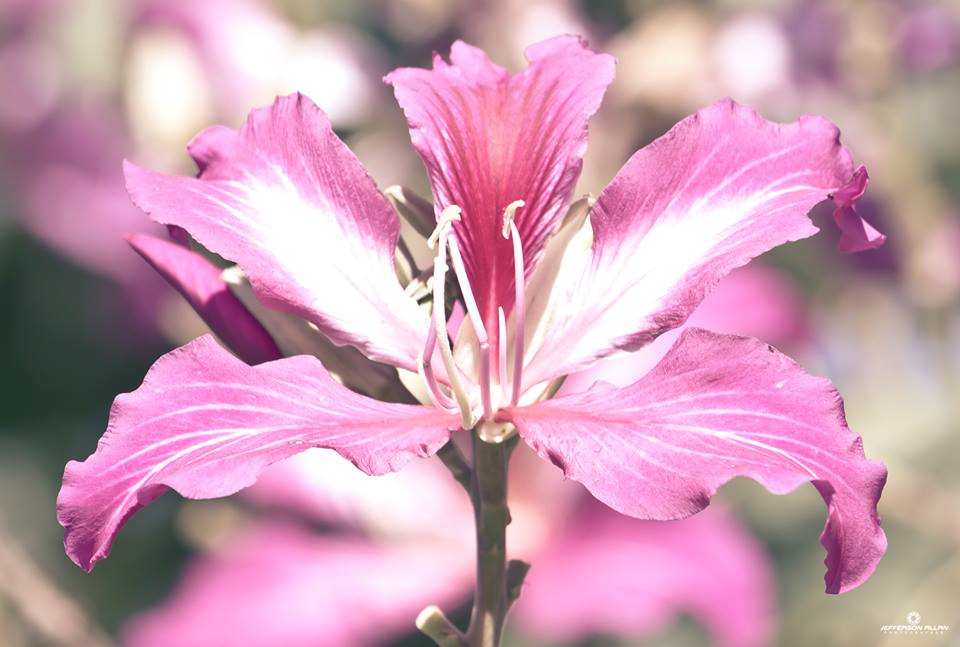 Parábola da rosa