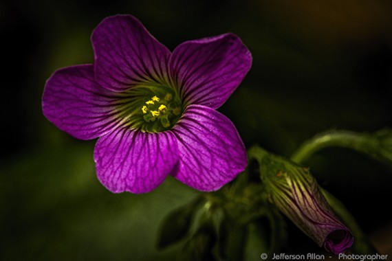 A Flor do Amor
