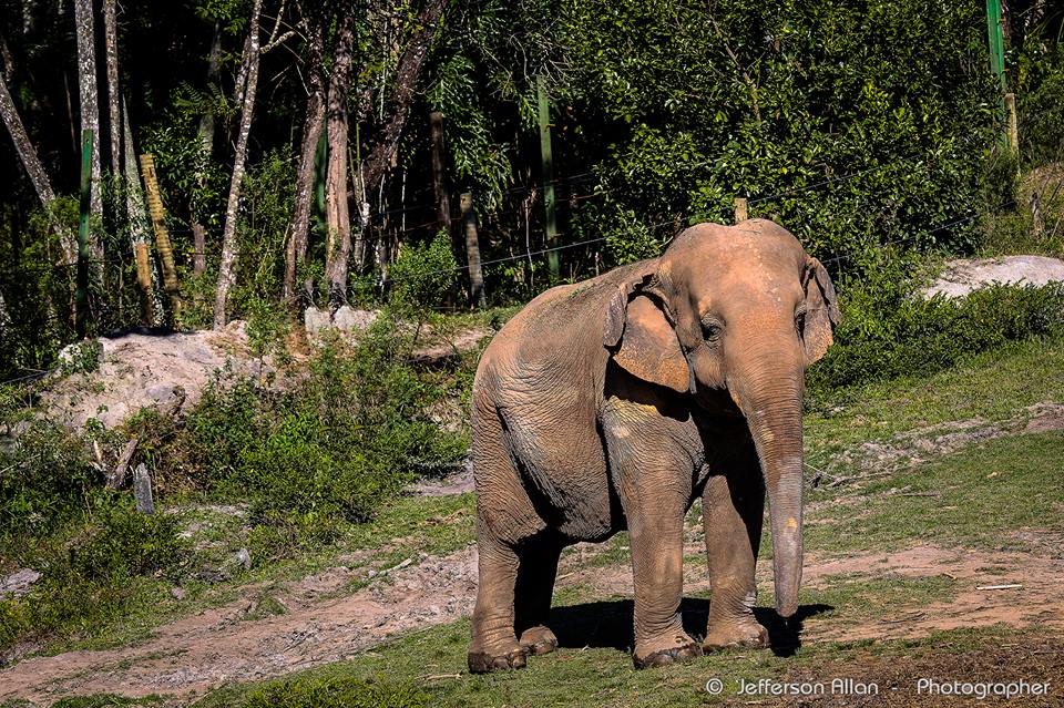 O Elefante Acorrentado