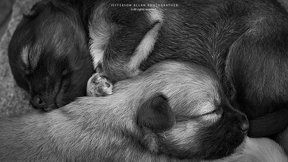 O Cão Menino - Chico Xavier