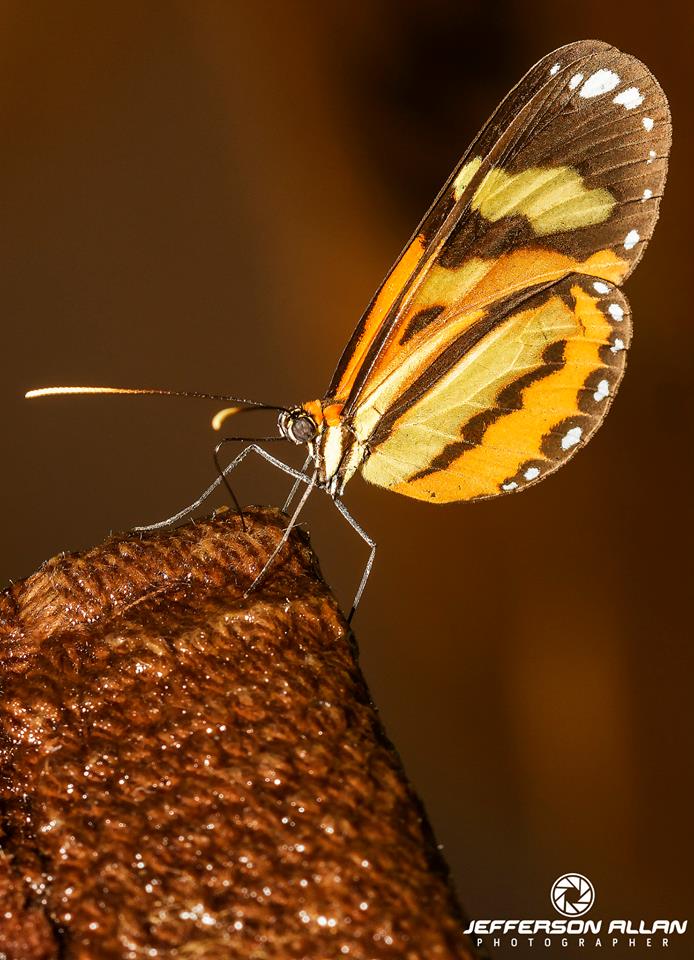 Borboleta Azul