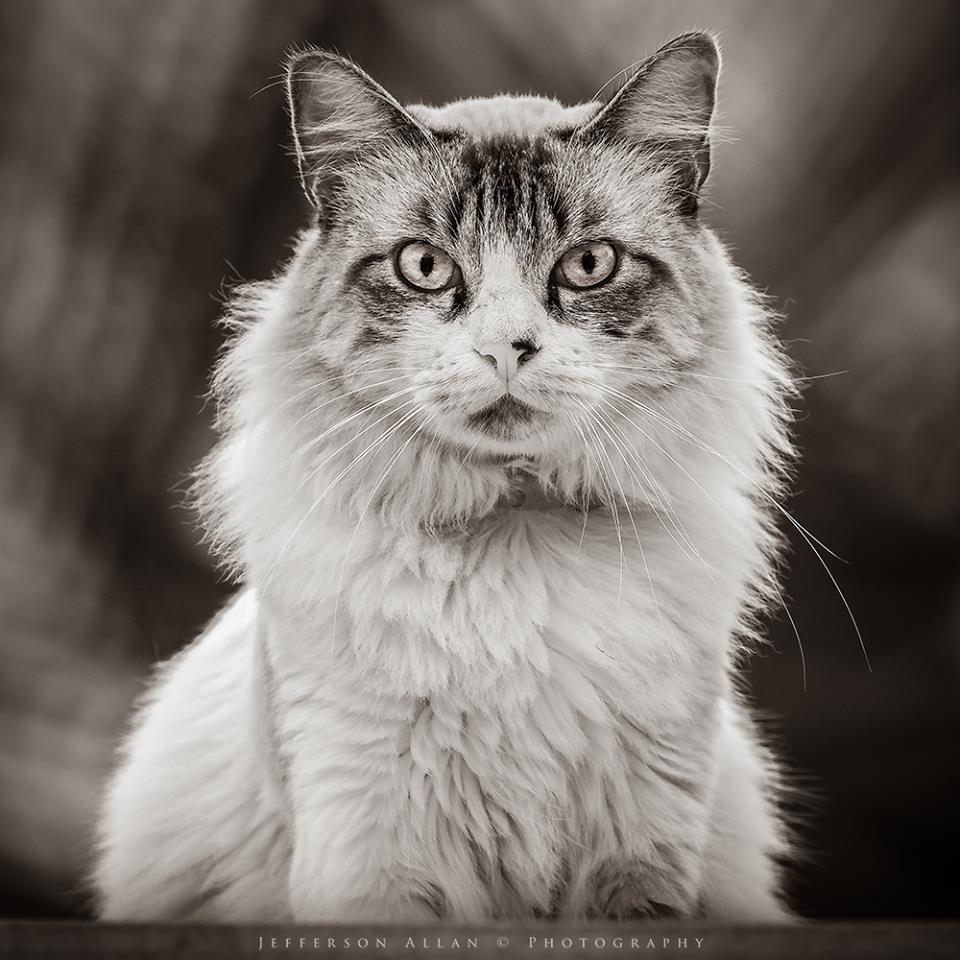 Artigo  - Gatos e Espiritualidade